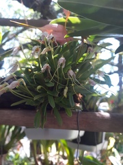 Orchidaceae