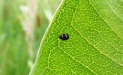 Brachiacantha uteella