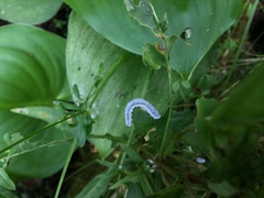 Monostegia abdominalis