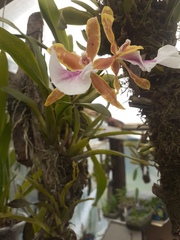 Orchidaceae