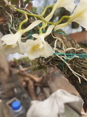 Orchidaceae