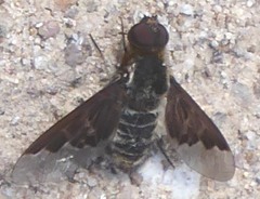 Hemipenthes seminiger