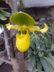 Orchidaceae