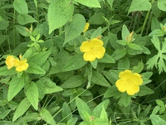 Oenothera pilosella