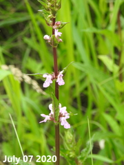 Stachys riederi