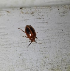 Prionocyphon limbatus