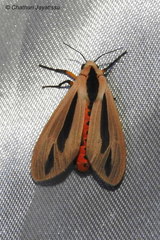 Creatonotos gangis-interrupta agg