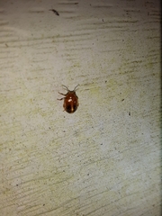 Prionocyphon limbatus