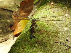 Polycanthagyna erythromelas