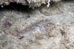 Fusigobius neophytus