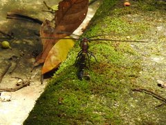 Polycanthagyna erythromelas