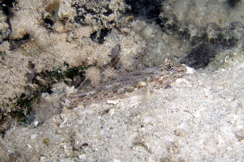 African fusegoby (Fusigobius neophytus) — Gobiidae — 5