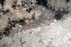 Fusigobius neophytus