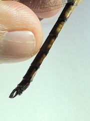 Neurocordulia yamaskanensis