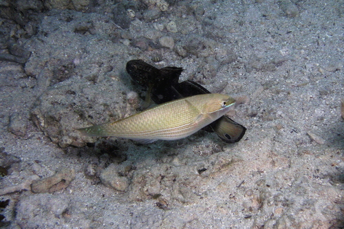 Lined rainbow-fish (Stethojulis strigiventer) — Labridae — 5