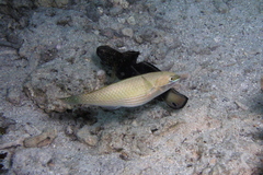 Stethojulis strigiventer