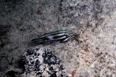 Nine-Banded Cardinalfish photo 3