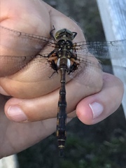 Neurocordulia yamaskanensis