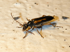 Strangalepta abbreviata