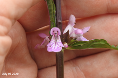 Stachys riederi