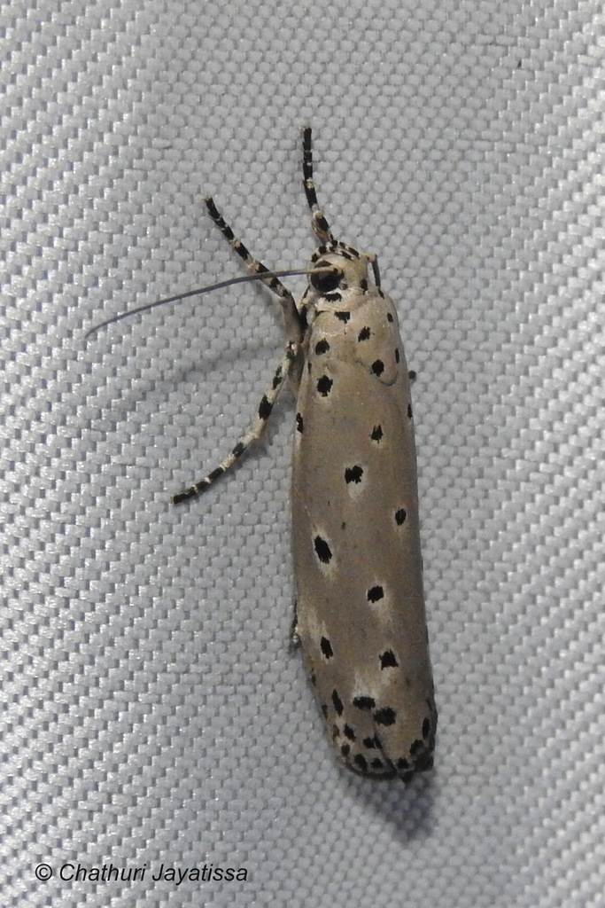 Ethmia nigroapicella