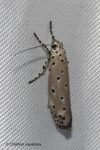 Ethmia nigroapicella Saalmüller, 1880