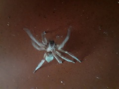 Araneae