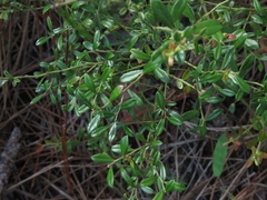 Vaccinium darrowii