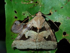 Avatha bubo