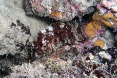 Guam Scorpionfish photo 3