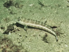 Parapercis xanthozona