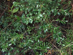 Vaccinium darrowii