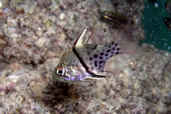 Sphaeramia orbicularis