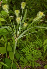 Cyperus plukenetii