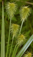 Cyperus plukenetii