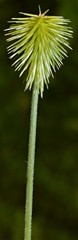 Cyperus plukenetii