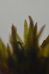 Andreaea nivalis