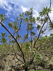 Pseudosmodingium virletii