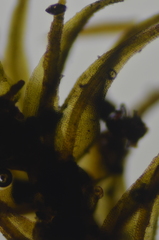 Andreaea nivalis