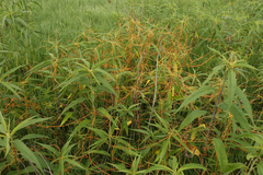 Cuscuta glomerata