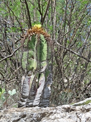 Astrophytum ornatum
