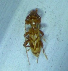 Obrium maculatum