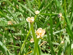 Zephyranthes fosteri