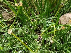 Zephyranthes fosteri
