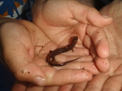 Desmognathus carolinensis