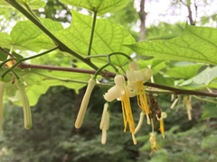 Alangium platanifolium