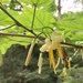 Alangium platanifolium - Photo 由 Paul B. 所上傳的 (c) Paul B.，保留部份權利CC BY-NC-ND