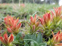 Castilleja moranensis