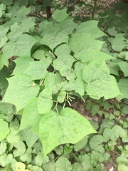 Alangium platanifolium