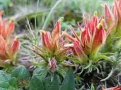 Castilleja moranensis